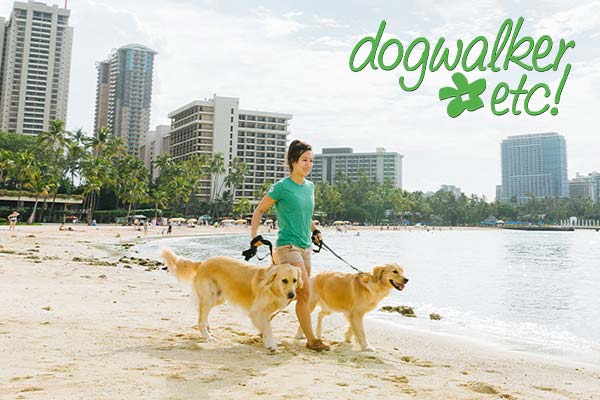 image of dogwalker walking dogs on the beach
